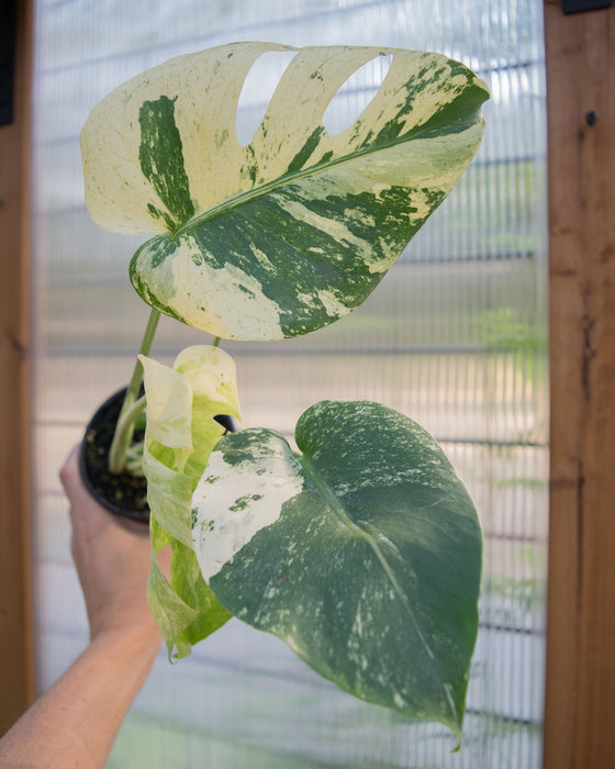 Monstera Deliciosa 'White Monster' - 4"