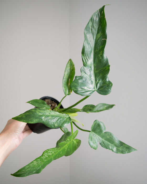 Philodendron 'Lime Fiddle' - 4"