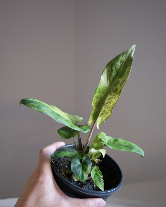 Alocasia Lauterbachiana 'Variegata'- 4"