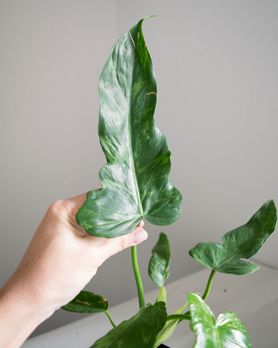 Philodendron 'Lime Fiddle' - 4"