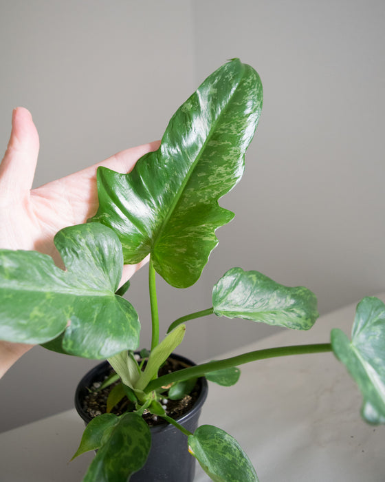 Philodendron 'Lime Fiddle' - 4"