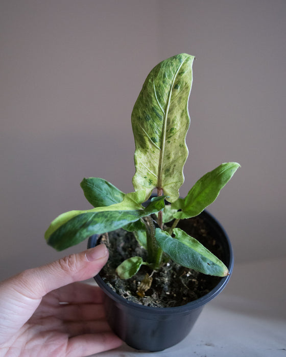 Alocasia Lauterbachiana 'Variegata'- 4"