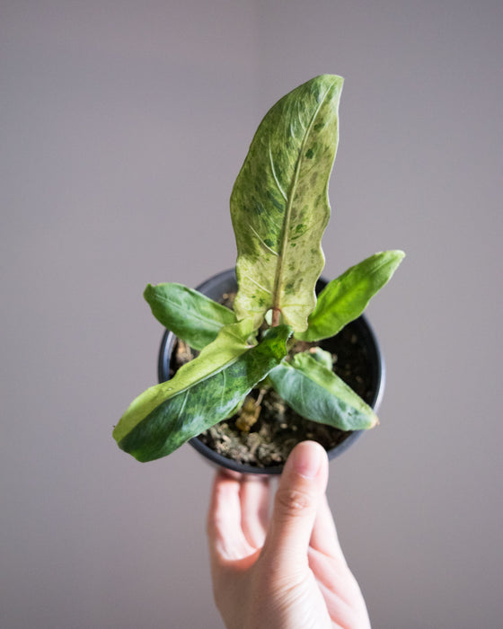 Alocasia Lauterbachiana 'Variegata'- 4"