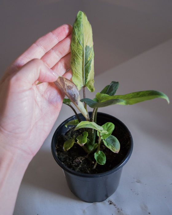 Alocasia Lauterbachiana 'Variegata'- 4"