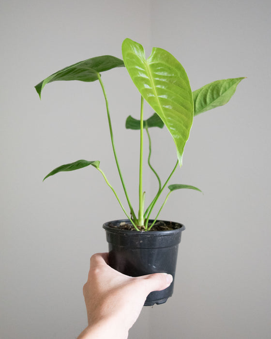 Anthurium Veitchii 'King Anthurium' - 4"