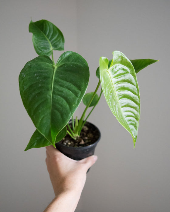 Anthurium Veitchii 'King Anthurium' - 4"