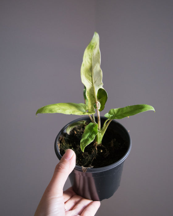 Alocasia Lauterbachiana 'Variegata'- 4"