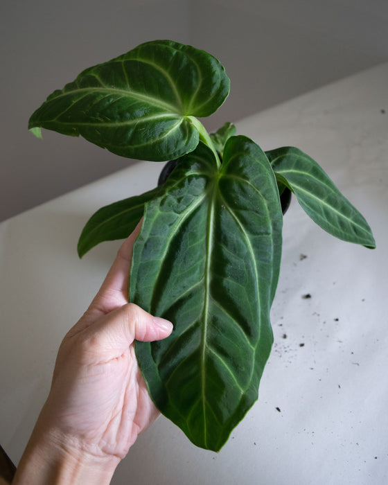 Anthurium Villenaorum - 4"