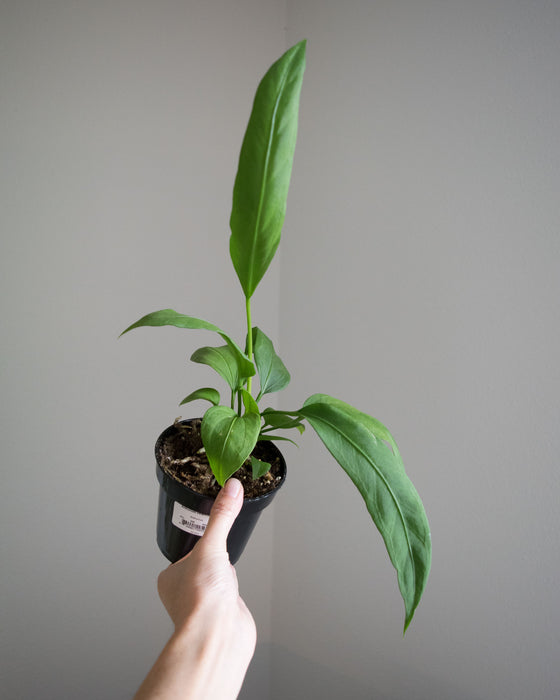 Anthurium Vittarifolium - 4"