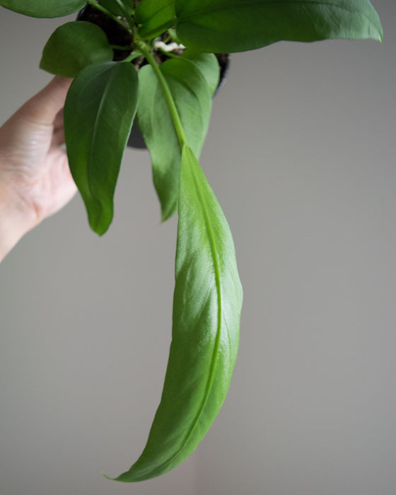 Anthurium Vittarifolium - 4"