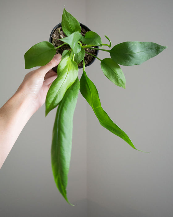 Anthurium Vittarifolium - 4"