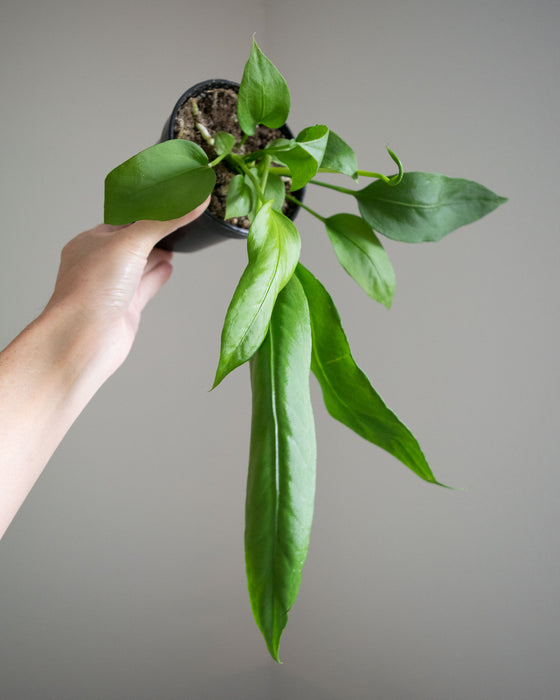 Anthurium Vittarifolium - 4"