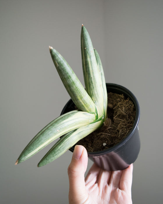 Sansevieria Clyindrical 'Boncel' Variegated - 4"