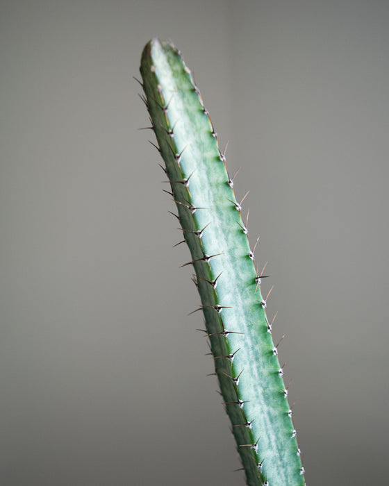 Peniocereus Greggii 'Night Blooming Cereus' - 4"