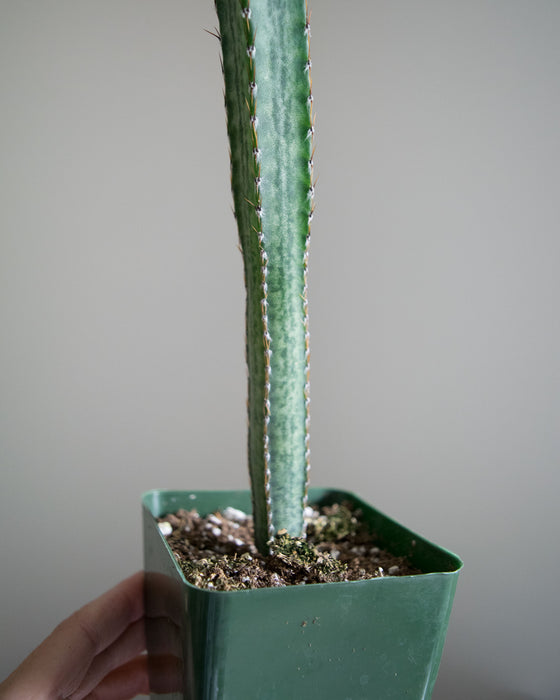 Peniocereus Greggii 'Night Blooming Cereus' - 4"