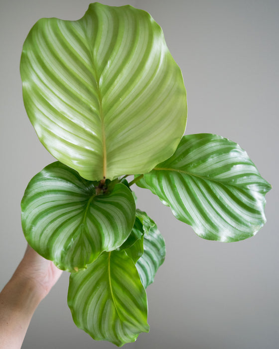 Calathea Orbifolia - 4"