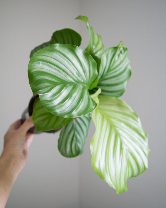 Calathea Orbifolia - 4"