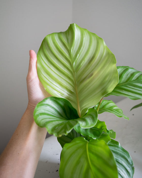 Calathea Orbifolia - 4"