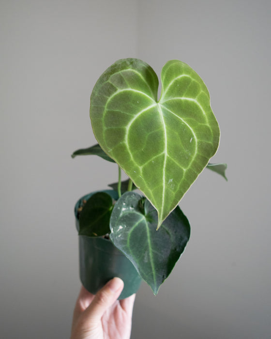 Anthurium Clarinervium - 4"