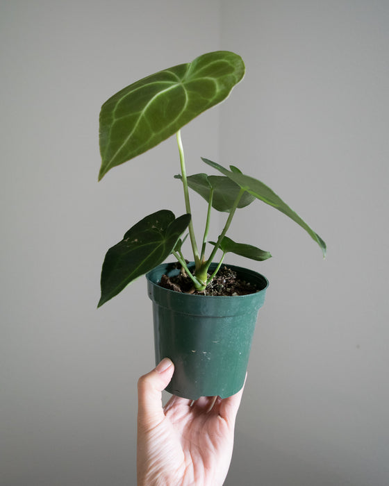 Anthurium Clarinervium - 4"