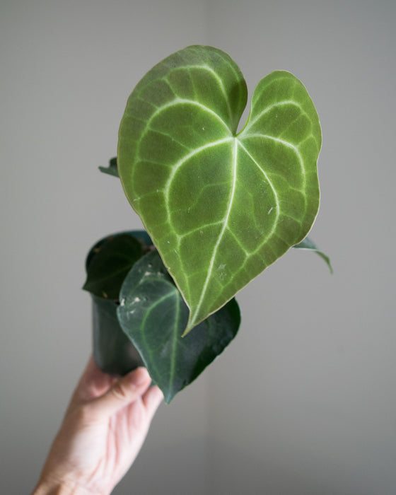 Anthurium Clarinervium - 4"