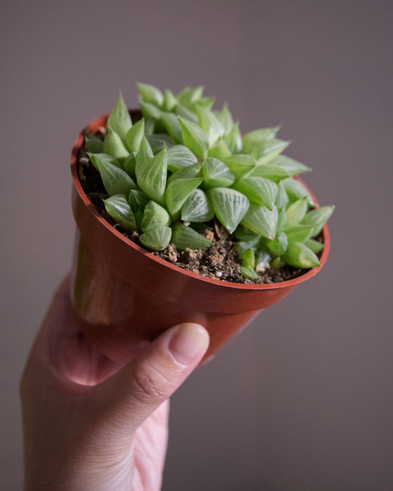 Haworthia Turgida 'Windowpane Plant' - 4"