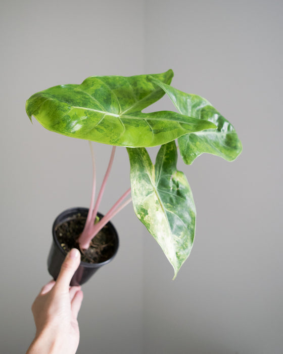 Alocasia Baginda 'Pink Dragon' Variegated - 4"