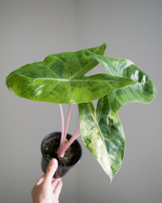 Alocasia Baginda 'Pink Dragon' Variegated - 4"