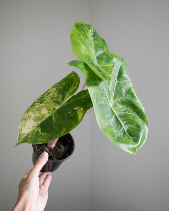 Alocasia Baginda 'Pink Dragon' Variegated - 4"