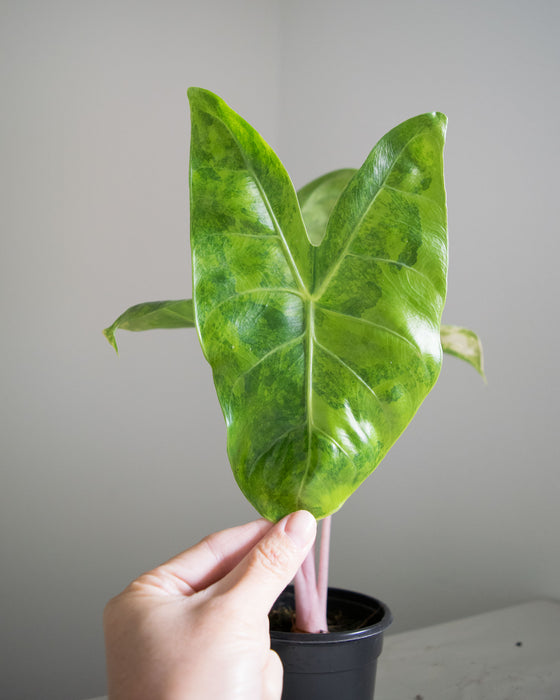 Alocasia Baginda 'Pink Dragon' Variegated - 4"