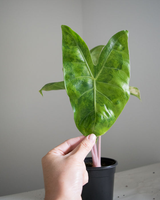 Alocasia Baginda 'Pink Dragon' Variegated - 4"