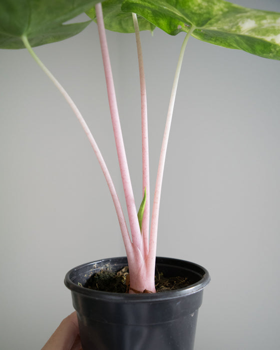 Alocasia Baginda 'Pink Dragon' Variegated - 4"