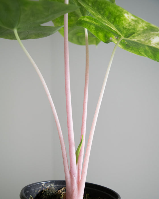 Alocasia Baginda 'Pink Dragon' Variegated - 4"