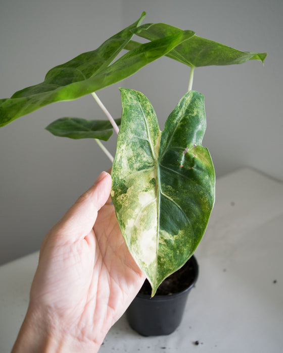 Alocasia Baginda 'Pink Dragon' Variegated - 4"