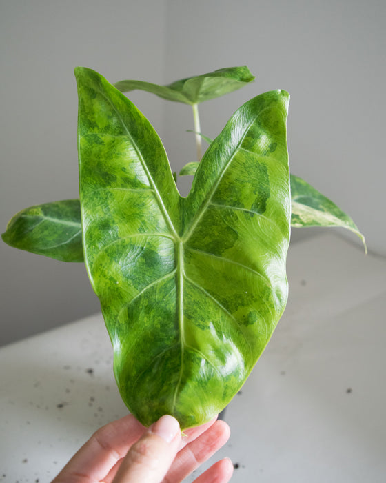 Alocasia Baginda 'Pink Dragon' Variegated - 4"