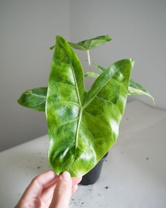 Alocasia Baginda 'Pink Dragon' Variegated - 4"