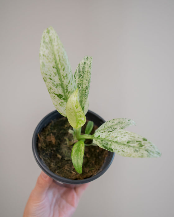 Epipremnum Giganteum 'Variegated' - 4"