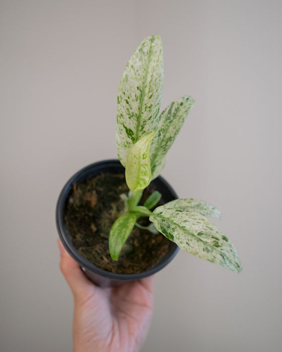 Epipremnum Giganteum 'Variegated' - 4"