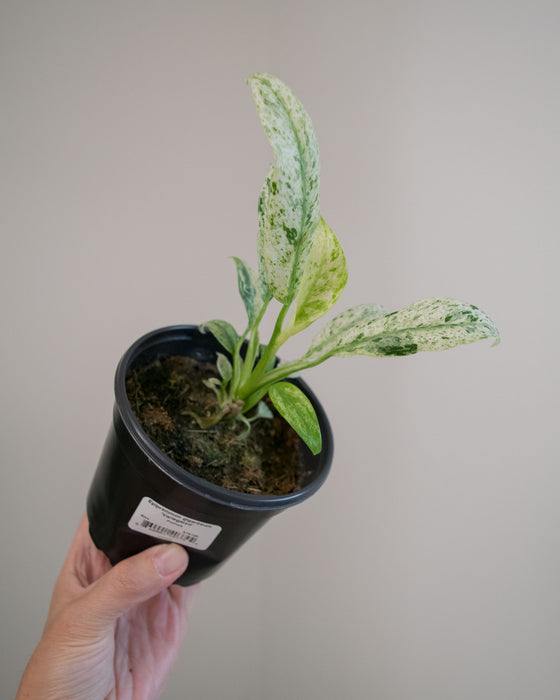 Epipremnum Giganteum 'Variegated' - 4"