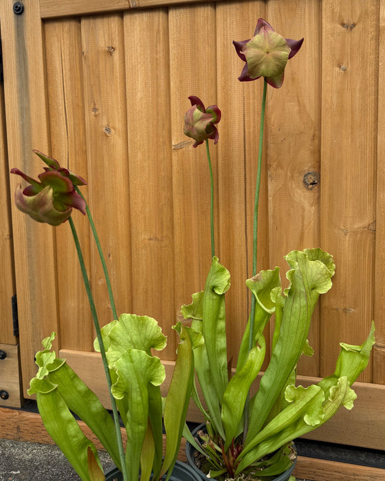Sarracenia 'Trumpet Pitcher Plant' - 6" (Pick Up Only)