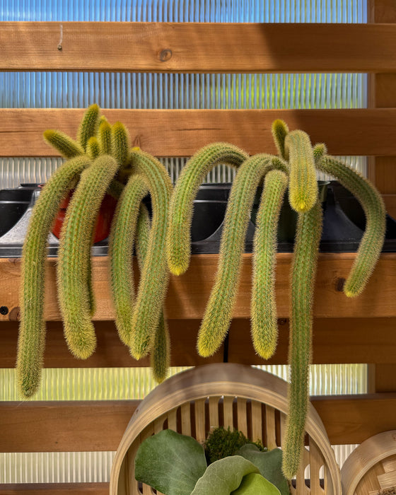 Cleistocactus Winteri ssp. Colademononis 'Monkey Tail Cactus' - 4"