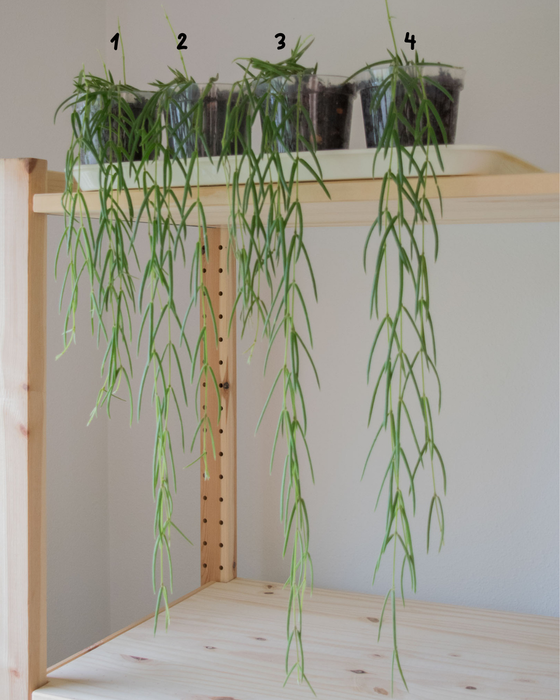 Hoya Linearis - 4”– Jungle Cat Greenhouse