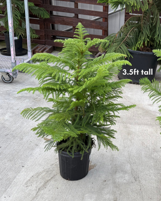 Araucaria Heterophylla 'Norfolk Island Pine' - 8" (Pick Up Only)