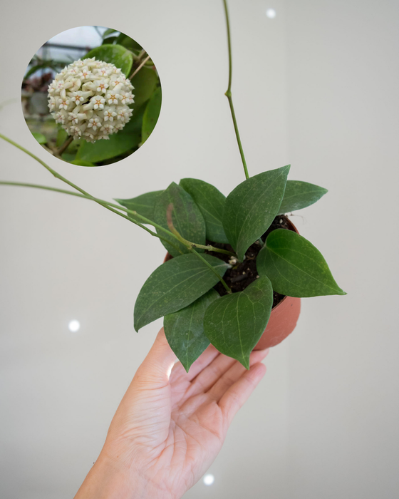 Hoya Pottsii- 4"